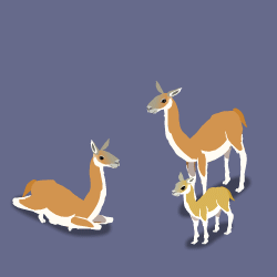 guanaco